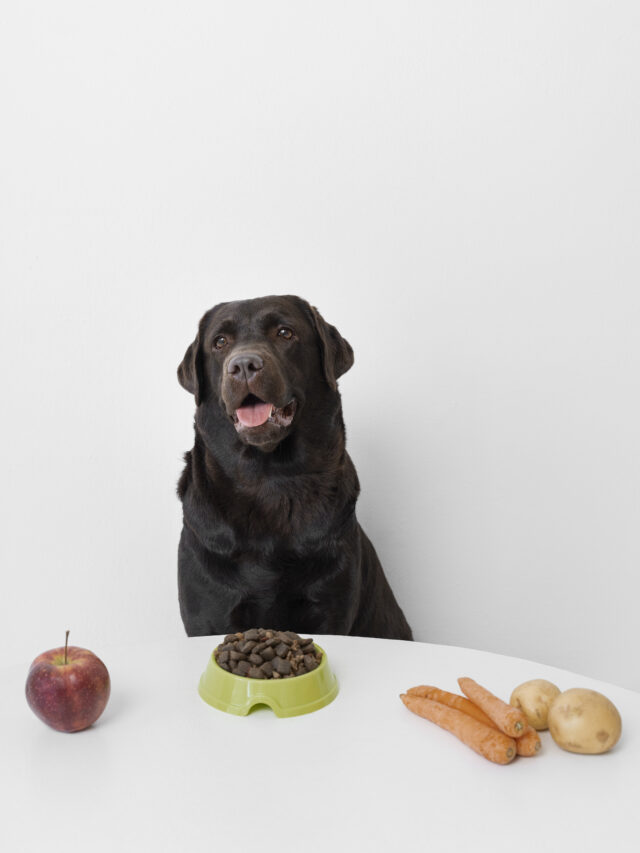 As 9 Melhores Rações para Naturais para Cachorro (para Filhotes, Adultos e Idosos)
