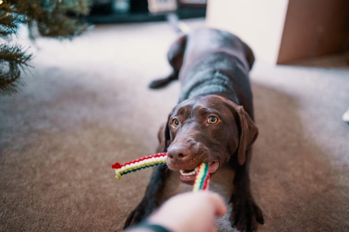 Cachorro marrom brincando de cabo de guerra