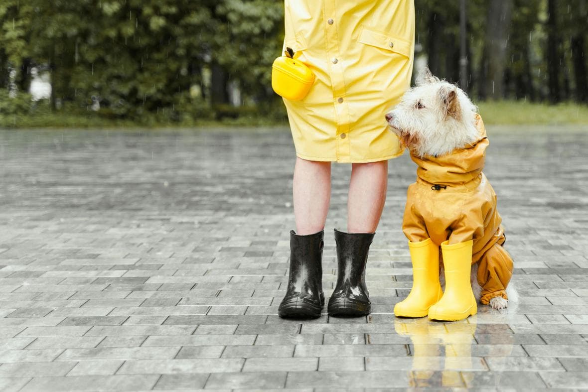 Cachorro com capa de chuva amarela