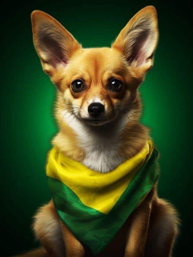 Descubra as 7 raças de cachorros brasileiras: você sabe quais são?