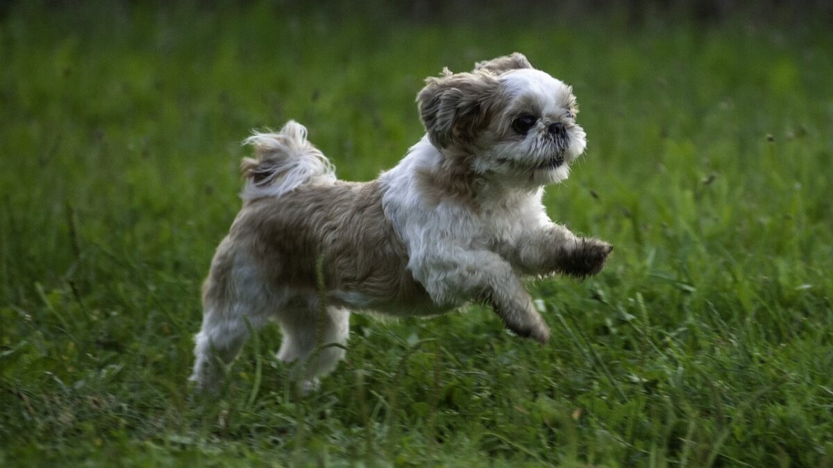 Shih-tzu correndo