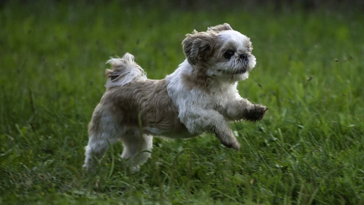 Shih-tzu marrom e branco correndo na grama verde
