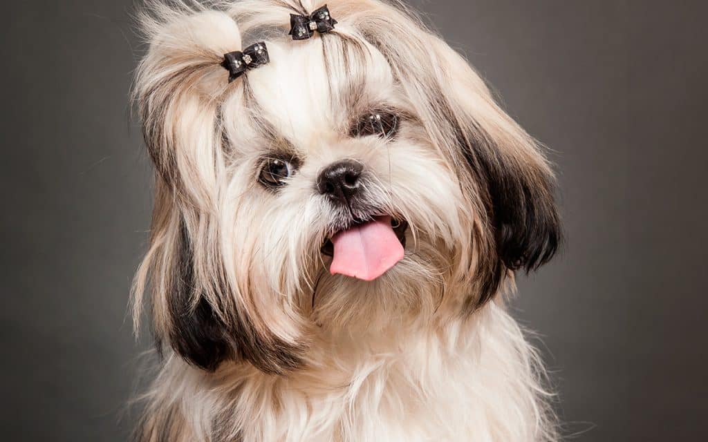 Shih-tzu com a língua pra fora