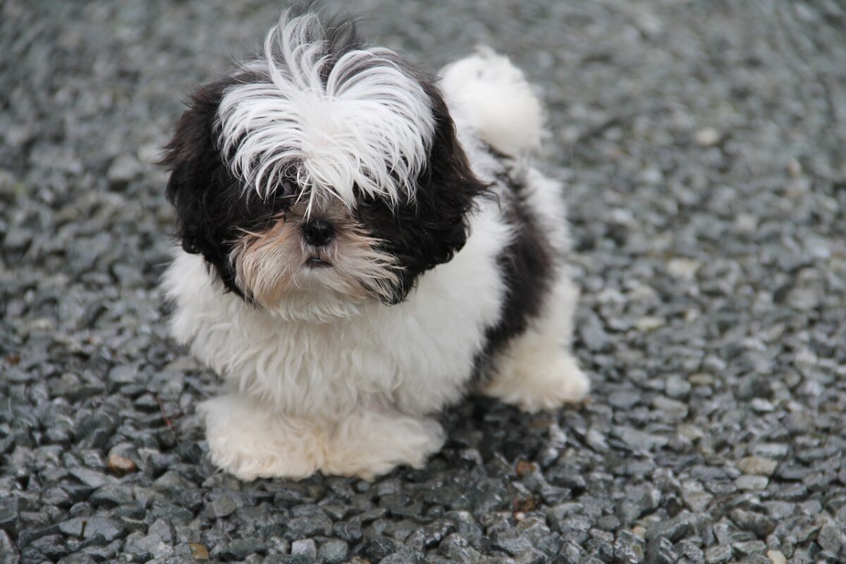 Shih-tzu preto e branco