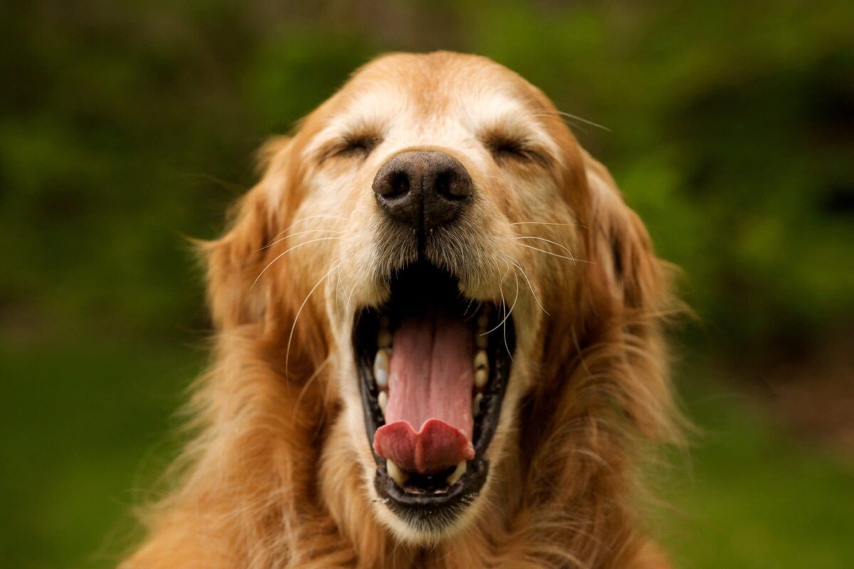 Cachorro bocejando