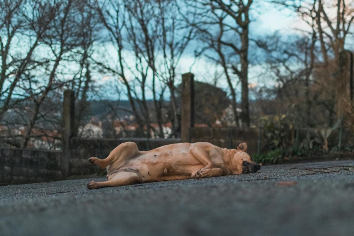 O que significa sonhar com cachorro morto