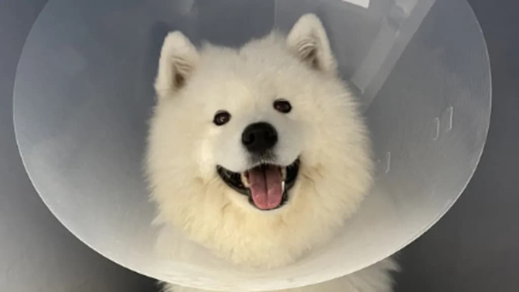 Cãozinho samoieda vence câncer raro e se torna estrela de exposição internacional