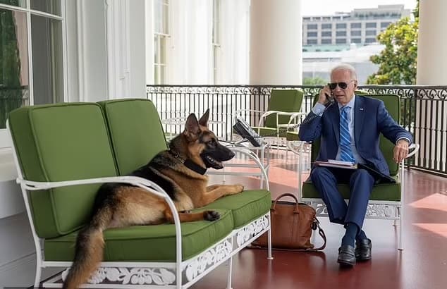 cachorro de Joe Biden, é removido da Casa Branca após atacar agentes do Serviço Secreto 24 vezes