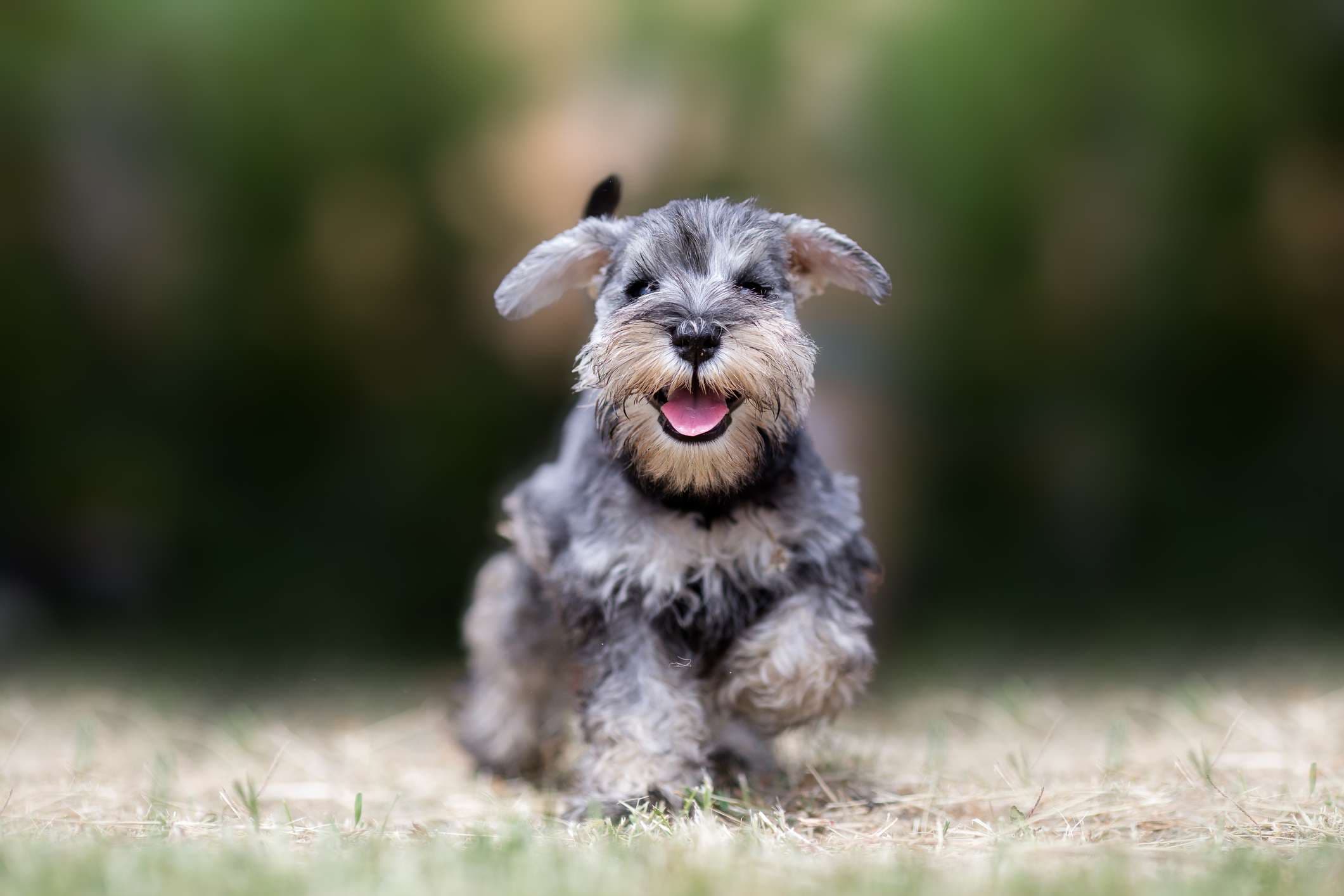 Schnauzer Miniatura