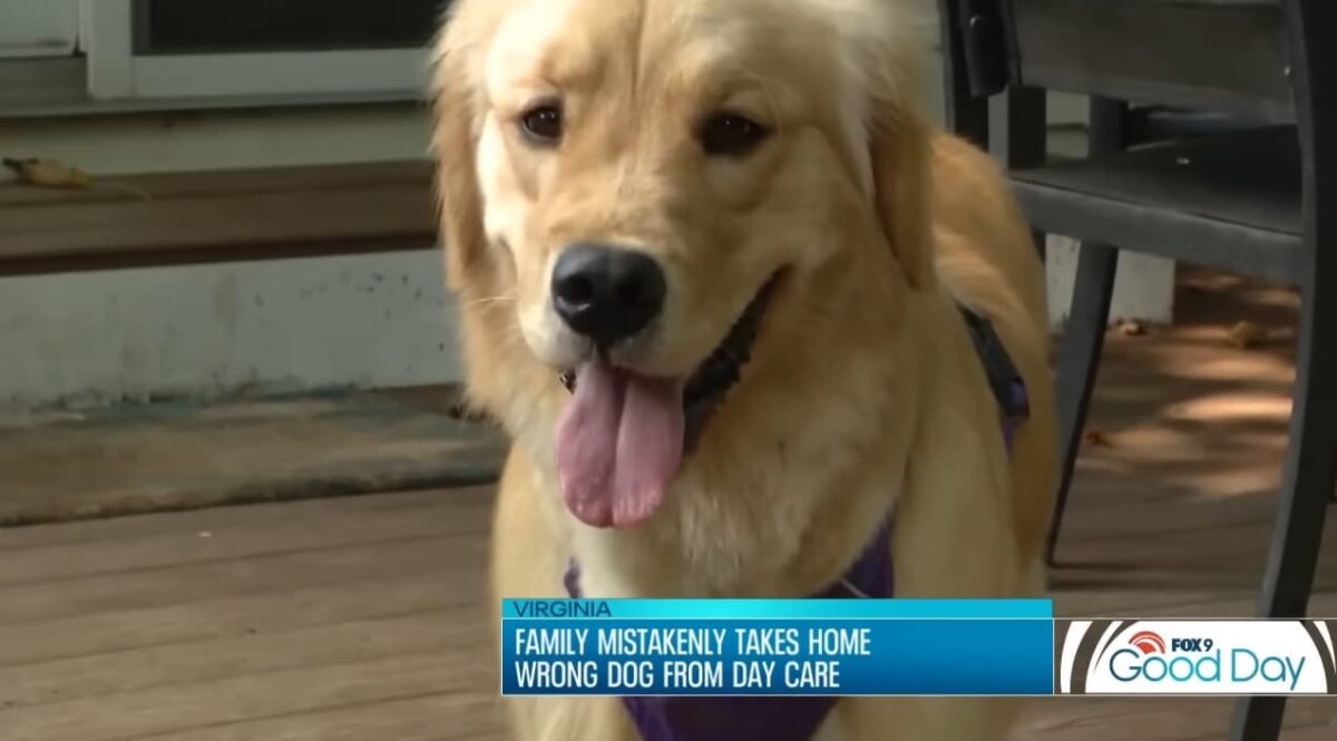 Família busca cachorro golden retriever errado no pet shop gatos salvam o dia