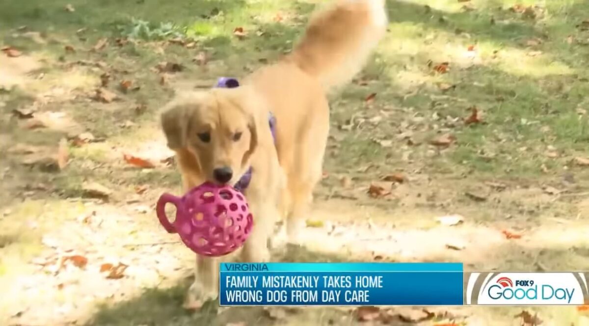 Família busca golden retriever errado no pet shop mas gatos salvam o dia