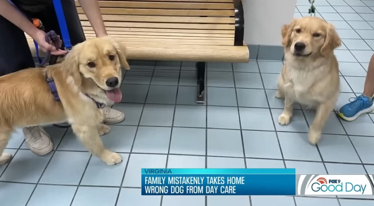 Família busca cachorro golden retriever errado no pet shop gatos salvam o dia