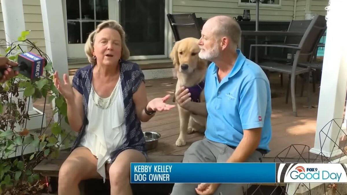 Família busca cachorro golden retriever errado no pet shop gatos salvam o dia