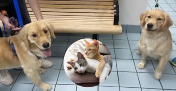 Família busca golden retriever errado no pet shop mas gatos salvam o dia