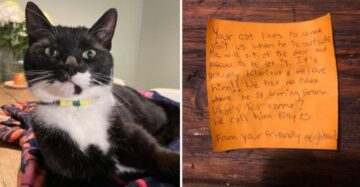 Gato retorna para casa após aventura com inusitada carta no pescoço