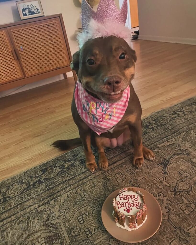 cadela fica toda sorridente ao descobrir que ganhou uma festa de aniversário surpresa