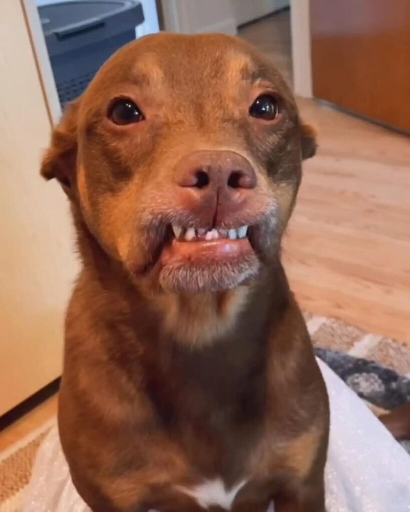 Cachorrinha pit bull fica toda sorridente ao descobrir que ganhou uma festa de aniversário surpresa; veja fotos