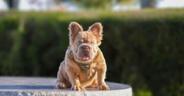 Conheça Rope Daddy, o bulldog francês de R$ 500 mil que virou o cachorro mais popular do mundo