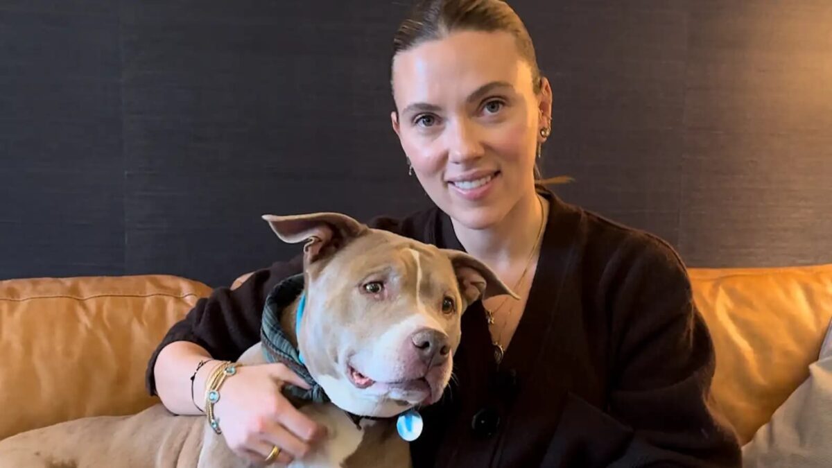 Scarlett Johansson tem encontro especial com cadela pit bull