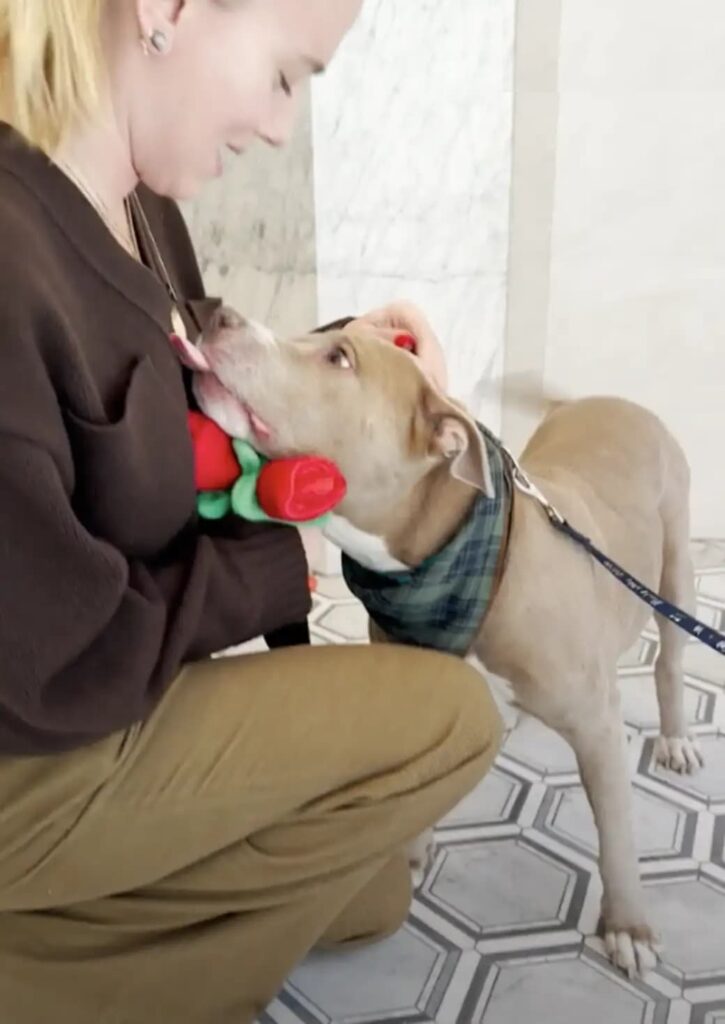 Scarlett Johansson tem encontro especial com cadela pit bull