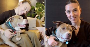 Scarlett Johansson tem encontro especial com cadela pit bull